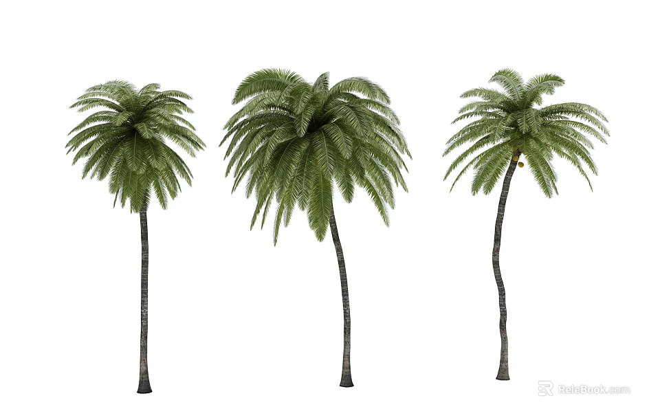 Three Palm Trees With Tall Trunks And Lush Green Fronds In Tropical Garden 3d model 