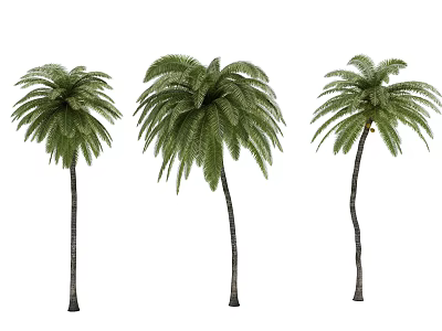 Three Palm Trees With Tall Trunks And Lush Green Fronds In Tropical Garden 3d model