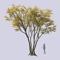 Tall Tree With Yellow Leaves Multiple Trunks Root System And Little Girl Silhouette Nearby