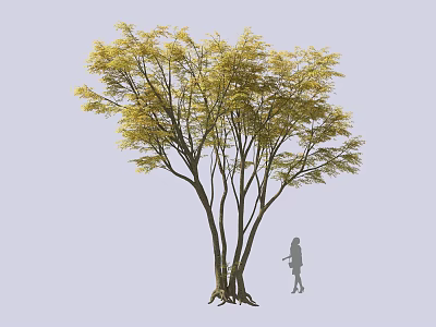 Tall Tree With Yellow Leaves Multiple Trunks Root System And Little Girl Silhouette Nearby 3d model