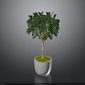 Indoor Potted Tree With Lush Green Leaves In White Ceramic Pot With Green Moss