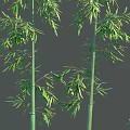 Tall Bamboo Stalks With Lush Green Leaves And Varying Heights In Natural Grove Setting