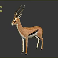 Gazelle With Brown And White Body Black Stripes Long Curved Horns Standing On Gray Background