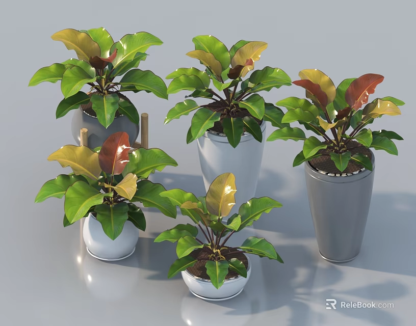 Potted Bonsai Plants With Green And Brown Leaves In White And Gray Pots 3d model 