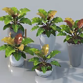 Potted Bonsai Plants With Green And Brown Leaves In White And Gray Pots