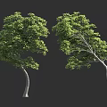Two Green Trees With Curved Trunks And Lush Foliage On Dark Background 3d model