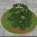 Fatsia japonica Plant With Lush Green Leaves And White Flowers In Circular Green Area