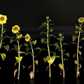 Sunflowers In Various Growing Stages Arranged With Green Leaves And Stems