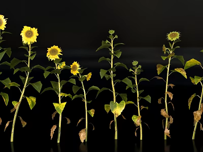 Sunflowers In Various Growing Stages Arranged With Green Leaves And Stems 3d model
