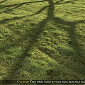 Decorative Ornament Set For Outdoor Garden With Green Grass And Tree Shadows