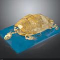 Detailed Turtle Skeleton Model Featuring Yellow Shell On Blue Display Base