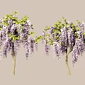 Lush Wisteria Trees With Purple Hanging Blooms And Green Foliage