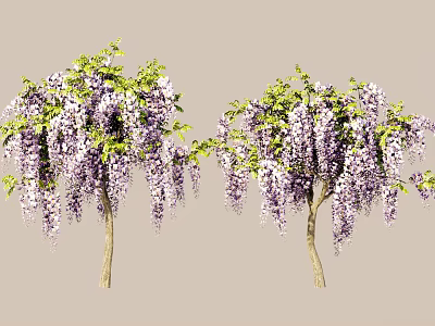 Lush Wisteria Trees With Purple Hanging Blooms And Green Foliage 3d model