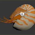 Vibrant Orange and White Striped Nautilus Aquatic Animal with Tentacles and Eye on Dark Background