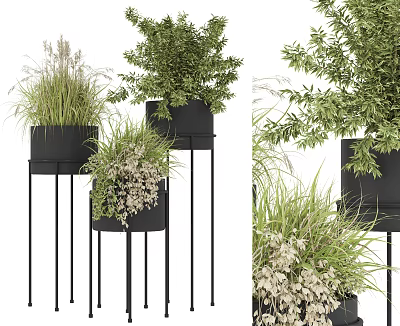 Bonsai Potted Plants With Various Green Foliage In Black Pots On Metal Stands 3d model