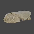 Animal Skull Display On Dark Background From URE Lab University Of Nevada