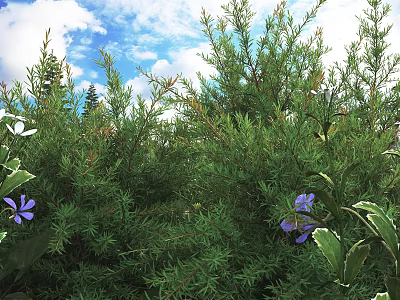 Lush Green Shrubs with Purple and White Flowers Against Blue Sky and Surrounding Trees 3d model