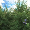 Lush Green Shrubs with Purple and White Flowers Against Blue Sky and Surrounding Trees