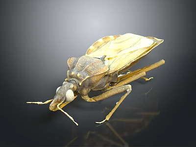 Yellowish Brown Insect With Long Slender Legs On Dark Reflective Background 3d model
