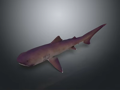 Purple Shark 3D Model with Realistic Appearance on Gradient Gray Background 3d model