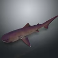 Purple Shark 3D Model with Realistic Appearance on Gradient Gray Background