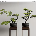 Traditional Bonsai Trees in Black Pots Displayed on Wooden Stands Against Light Wall