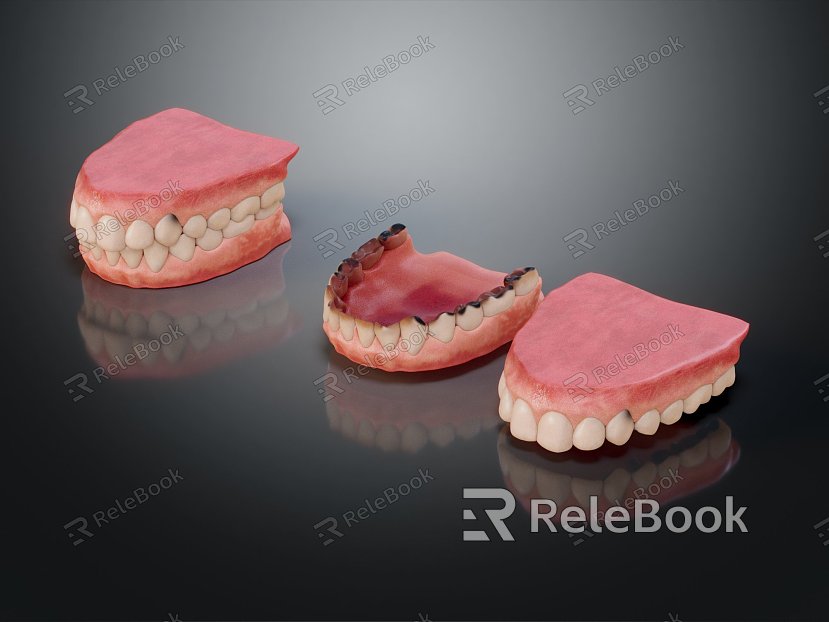 modern denture braces human body model