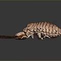 Giant Isopod With Segmented Brown Body Large Claws And White Legs On Gray Surface