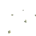 Multiple Views of Yellow Flowers with Green Leaves and Visible Roots on Black Background