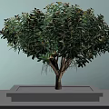Vibrant Arbor With Green Foliage Pink Blooms And Brown Trunk In Square Stone Planter