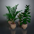Lush Potted Indoor Plants With Different Leaf Shapes In Light Brown Pots On Dark Surface