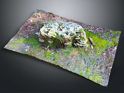Fresh Edible Mushrooms Thriving On Mossy Forest Ground With Natural Green Growth 3d model