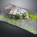 Fresh Edible Mushrooms Thriving On Mossy Forest Ground With Natural Green Growth
