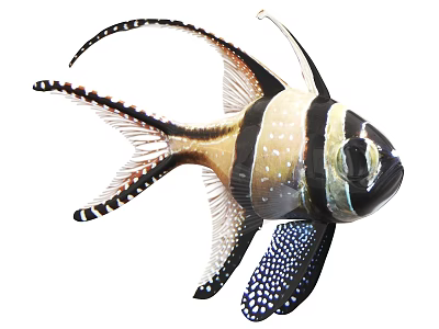 Colorful Tropical Aquatic Fish With Black And White Stripes Long Flowing Fins And Spotted Patterns 3d model