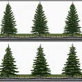 Multiple Arbor Trees in Row Against White Wall with Shadows Low Shrubs and Stones