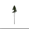 Tall Evergreen Pine Tree With Green Needles Slender Trunk And Visible Roots