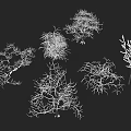 Multiple Leafless Arbor Trees With Intricate Branches On Gray Background