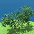 Arbor With Lush Green Leaves Multiple Branches On Green Grass Under Blue Sky