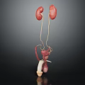 Urinary System Organ Model With Kidneys Ureters Bladder In Red White On Black Background
