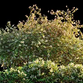 Lush Green Shrub With White Flowers In Garden Landscape Healthy Growth And Natural Outdoor Appeal