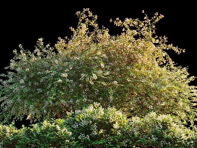 Lush Green Shrub With White Flowers In Garden Landscape Healthy Growth And Natural Outdoor Appeal 3d model