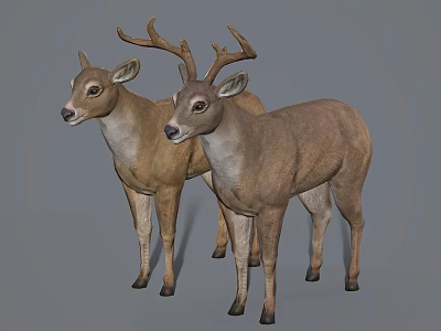 Realistic Pair of Standing Deer With Gray Background And Natural Features 3d model