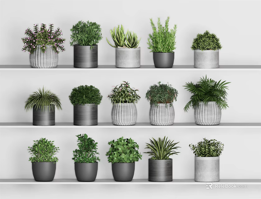 Bonsai Potted Plants Display on Indoor Shelves with Various Green Foliage and Different Pots 3d model 