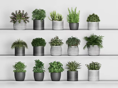 Bonsai Potted Plants Display on Indoor Shelves with Various Green Foliage and Different Pots 3d model