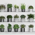 Bonsai Potted Plants Display on Indoor Shelves with Various Green Foliage and Different Pots