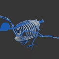 Avian Skeleton Anatomical Structure With Detailed Bone Framework And Scientific 3d model