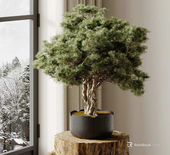 Indoor Bonsai Pine Tree With Twisted Trunk In Black Ceramic Pot By Snowy Window 3d model 