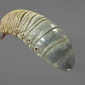 Yellow Caterpillar With Segmented Body Dark Brown Head And Multiple Legs On Gray Background