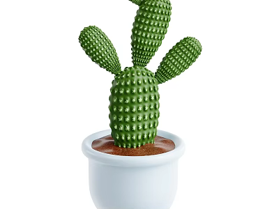 Indoor Green Decorative Cactus Plant in White Pot with Brown Soil 3d model