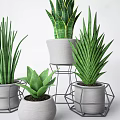 Various Long Spiky Leaf Potted Bonsai Plants With Geometric Metal Stands